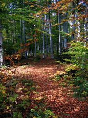 herbstlicher Wald