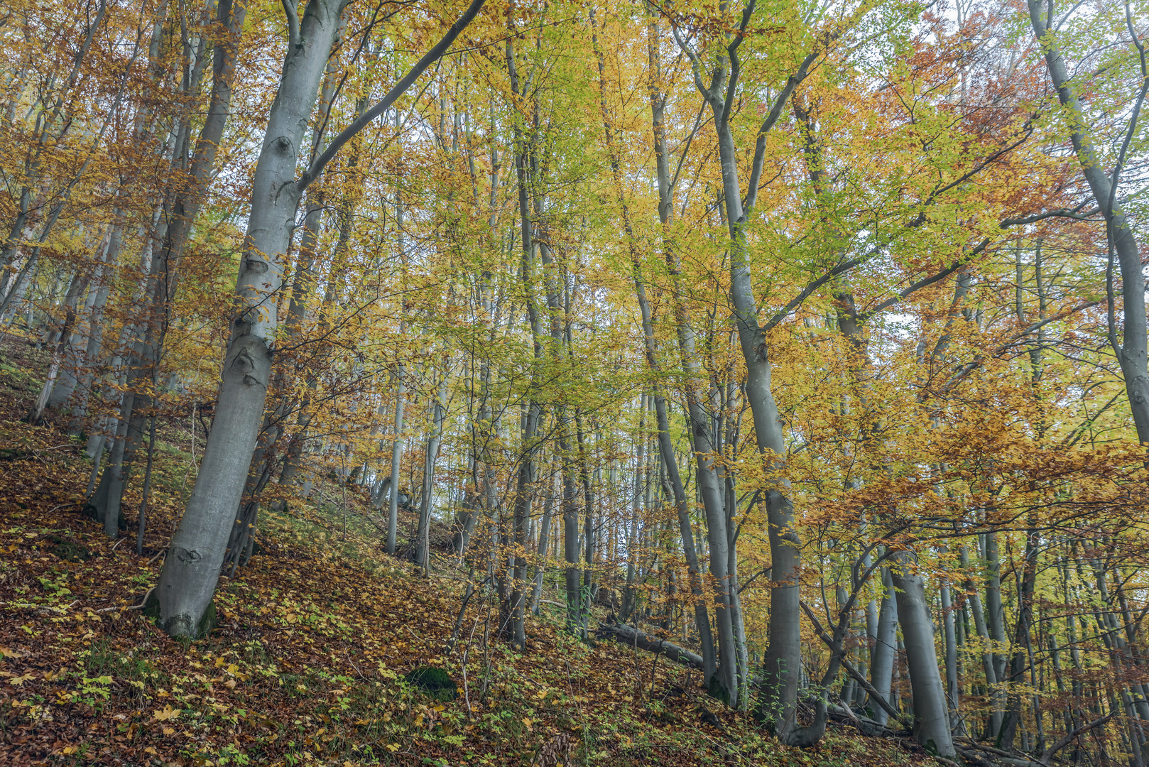 Herbstlicher Wald