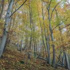 Herbstlicher Wald