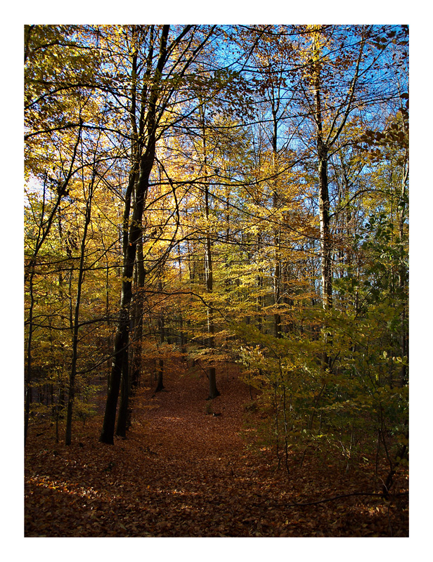 herbstlicher Wald