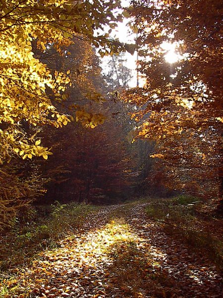 Herbstlicher Wald