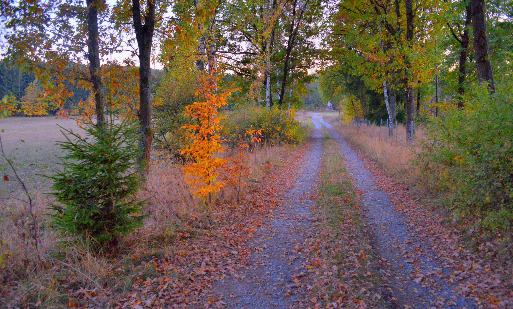 herbstlicher Wald, 5 (el bosque otoñal, 5)