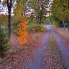 herbstlicher Wald, 5 (el bosque otoñal, 5)