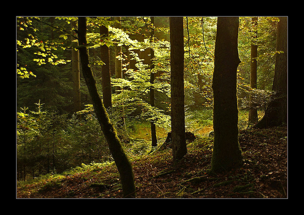 Herbstlicher Wald