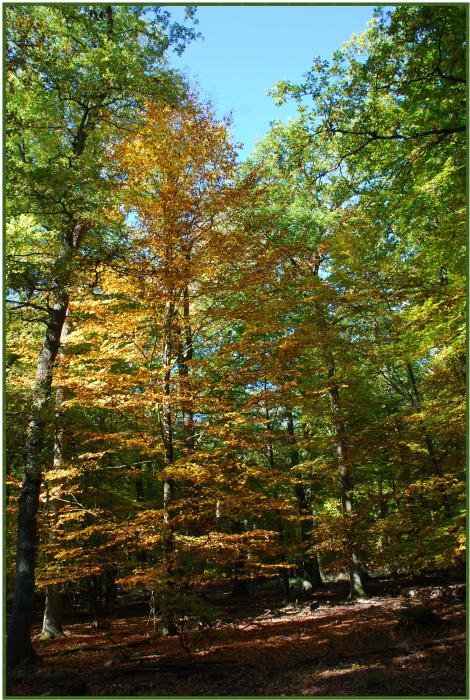 Herbstlicher Wald