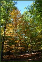 Herbstlicher Wald