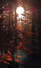 " Herbstlicher Wald "