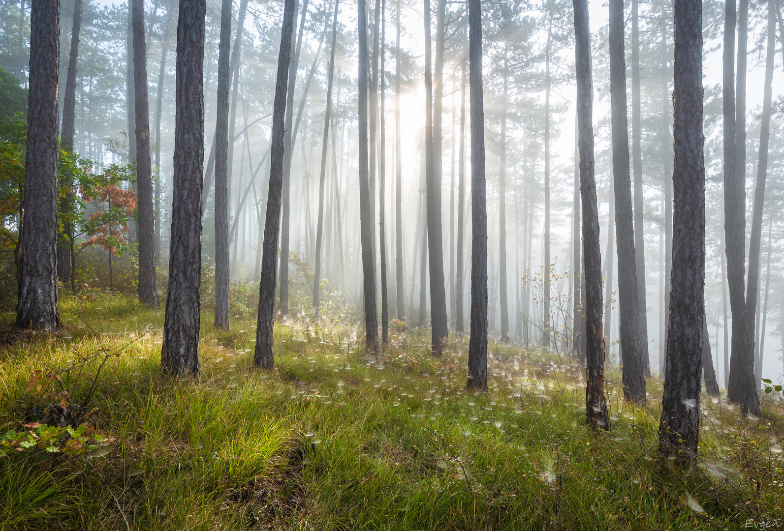 herbstlicher wald