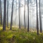 herbstlicher wald