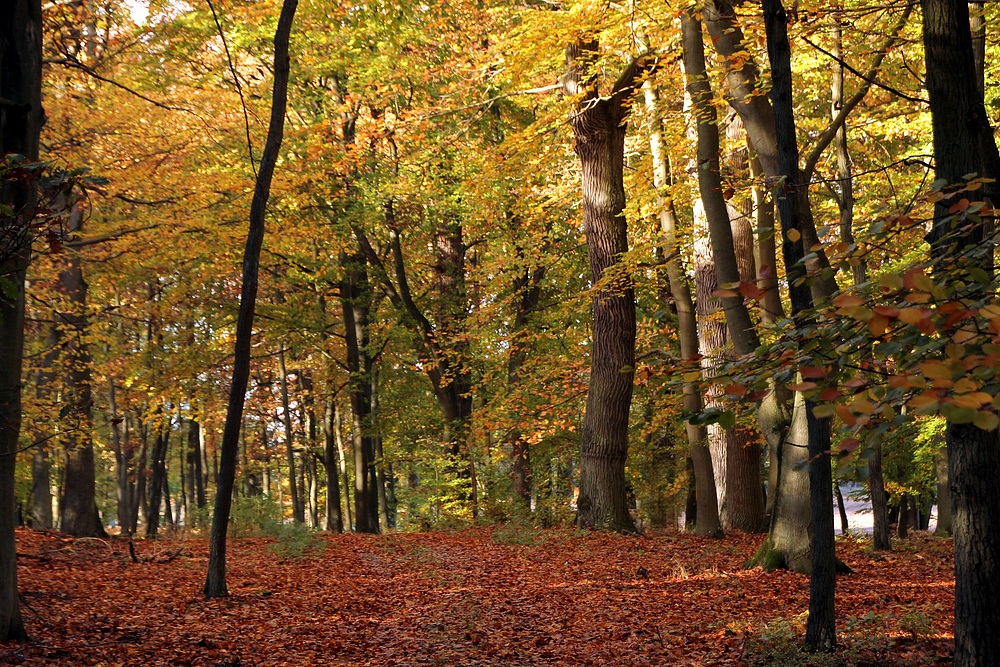 herbstlicher Wald