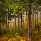 herbstlicher Wald 