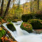 Herbstlicher Wald