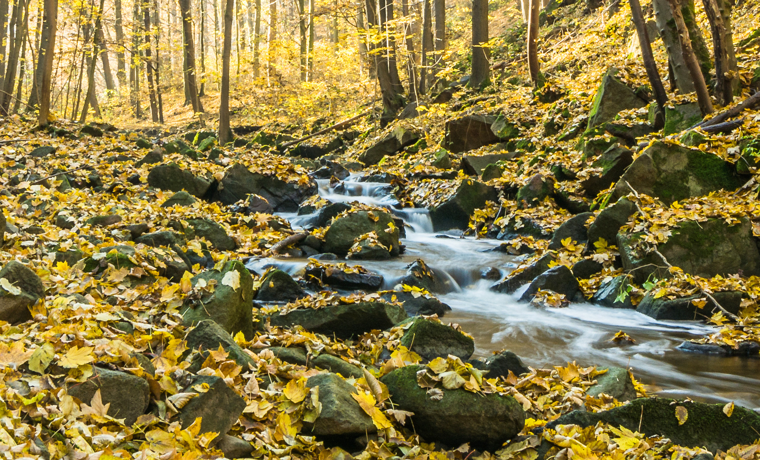 herbstlicher Wald