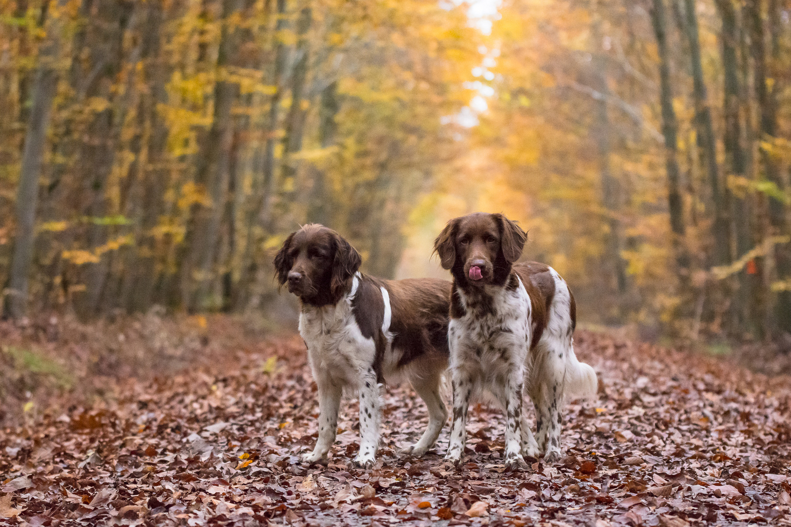 Herbstlicher Wald...