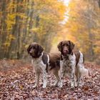 Herbstlicher Wald...