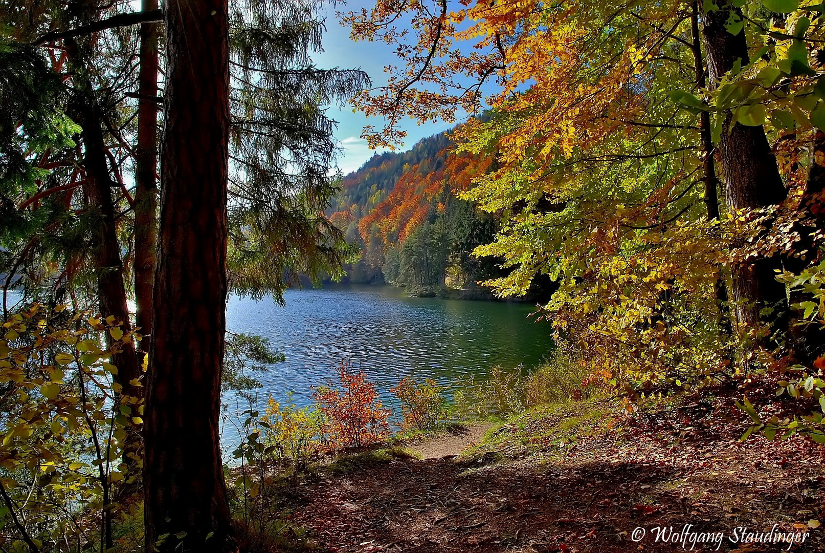 Herbstlicher Wald