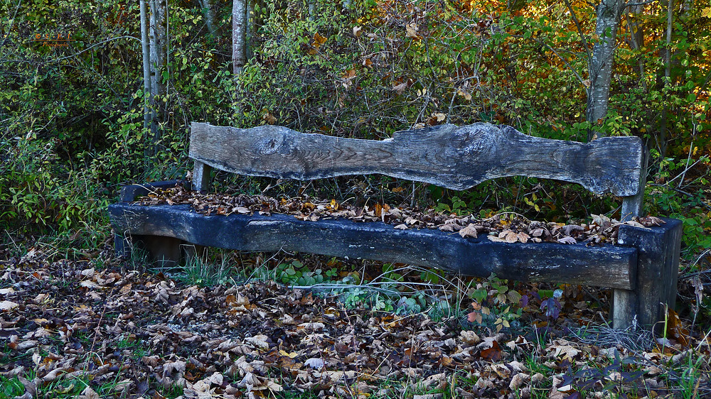 " Herbstlicher Wald "