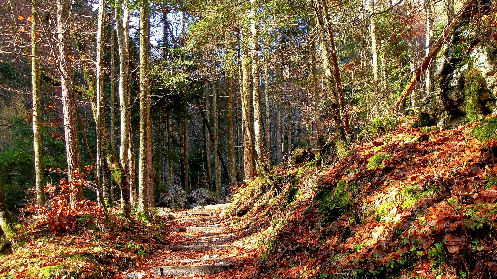 Herbstlicher Wald