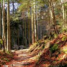 Herbstlicher Wald