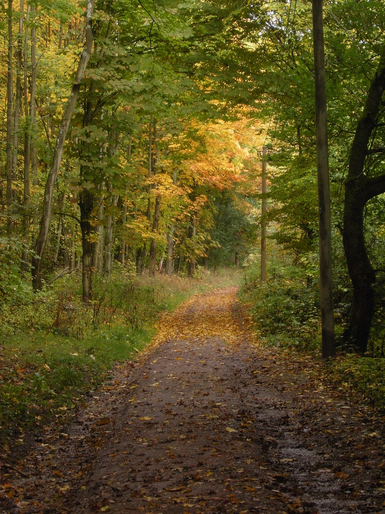 Herbstlicher Wald