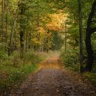 Herbstlicher Wald