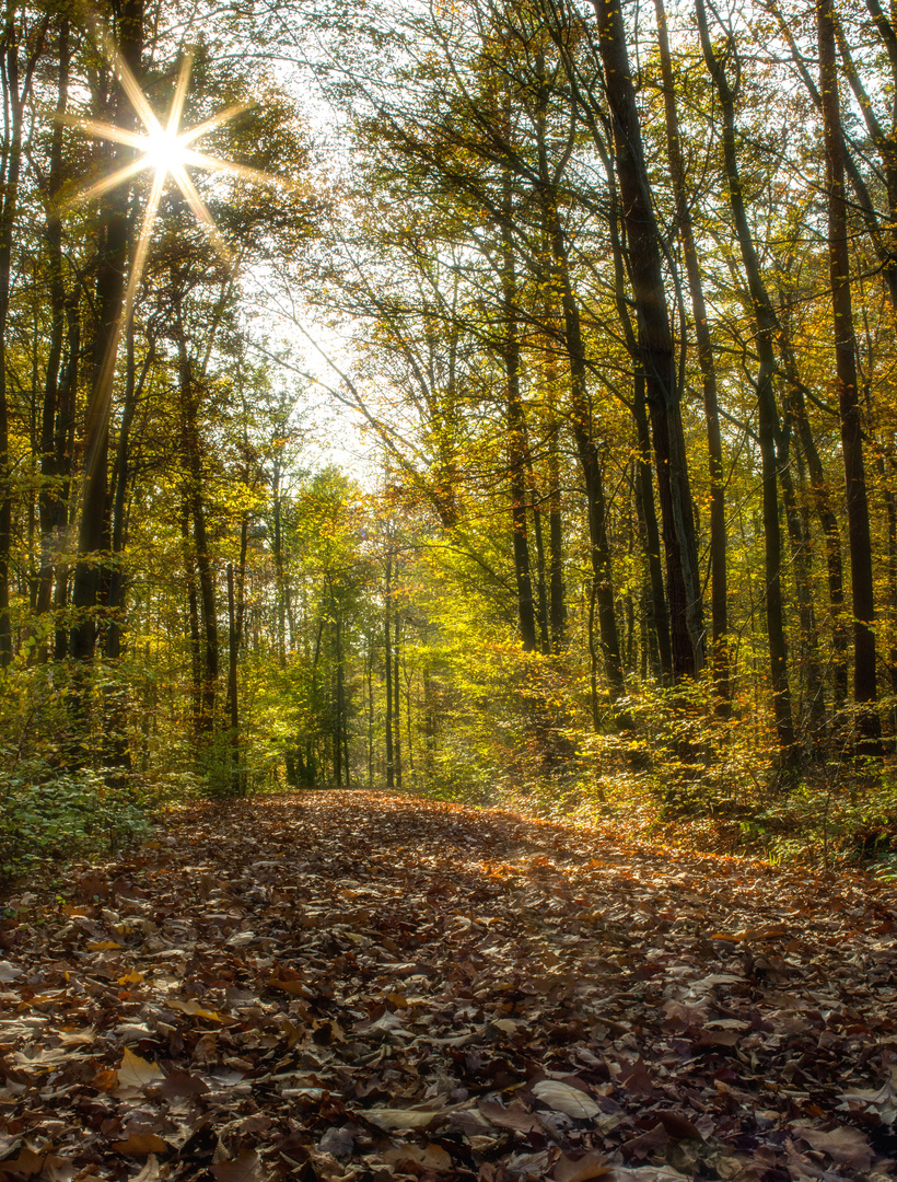 Herbstlicher Wald