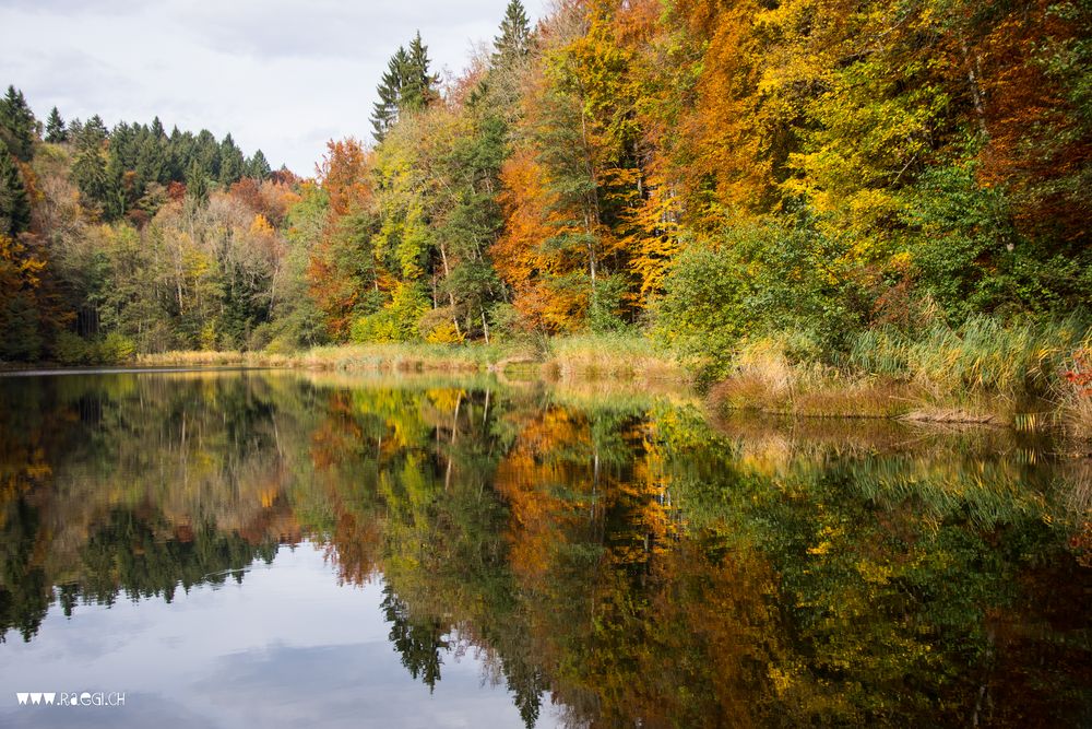 Herbstlicher Wald