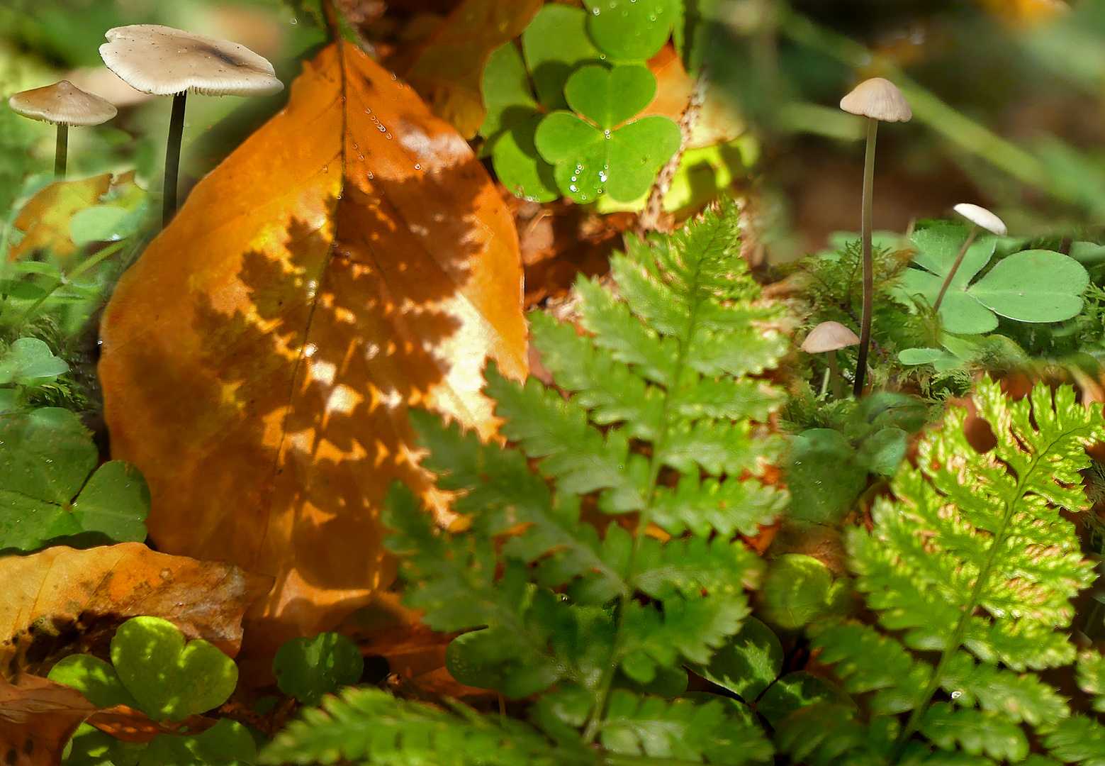 Herbstlicher Wald