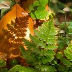 Herbstlicher Wald