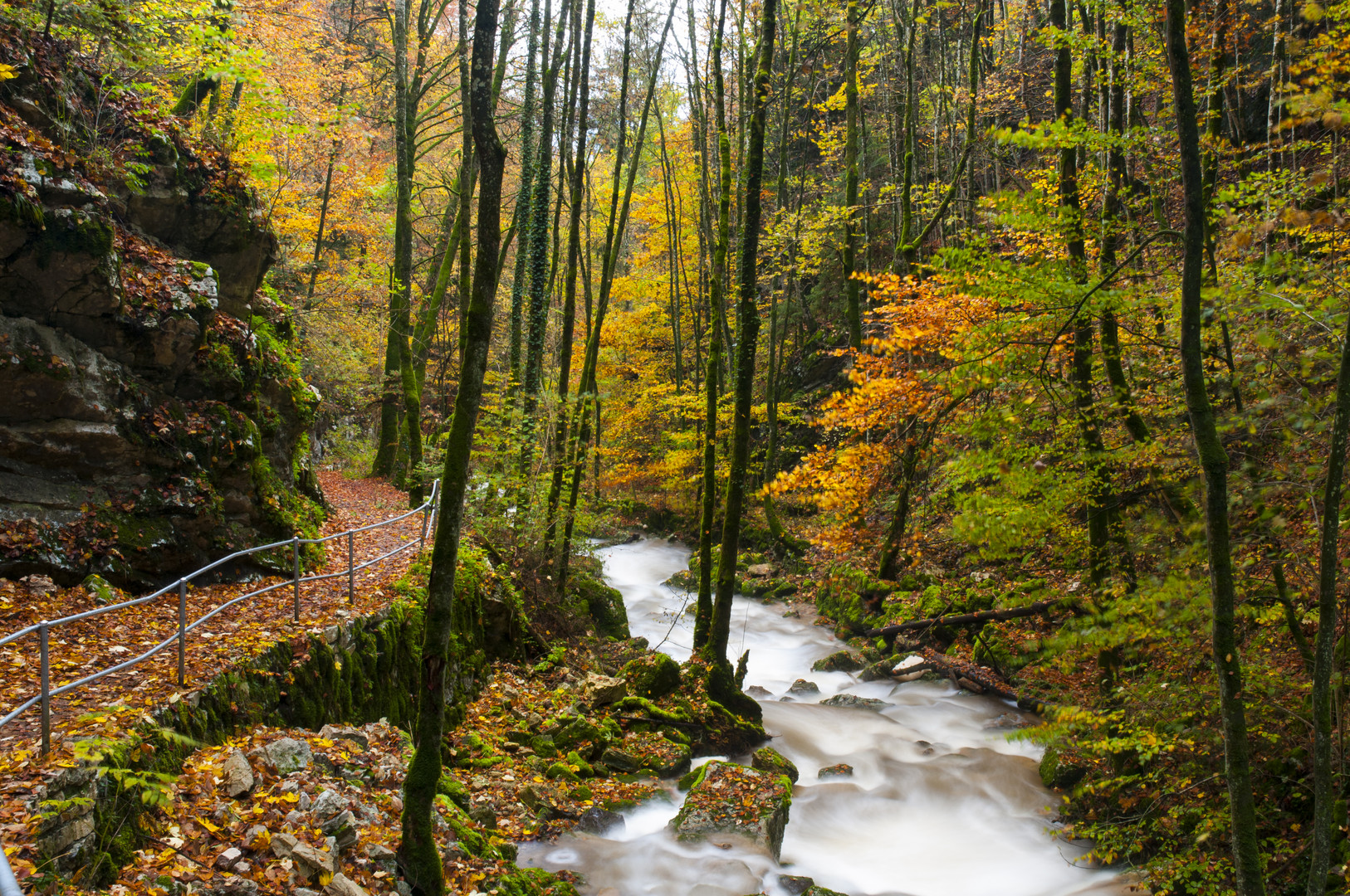 Herbstlicher Wald