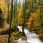 Herbstlicher Wald