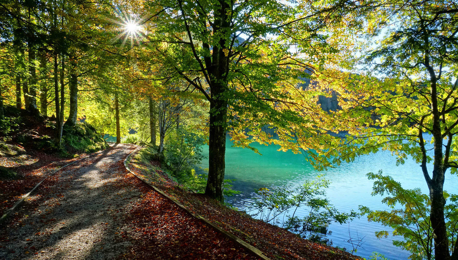 Herbstlicher Wald am See