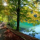 Herbstlicher Wald am See