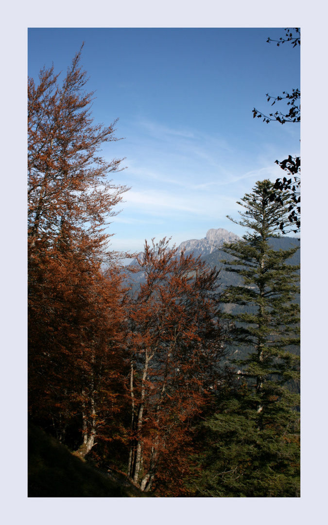 Herbstlicher Wald auf der Tauernspitze