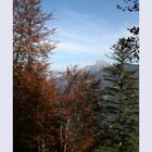 Herbstlicher Wald auf der Tauernspitze