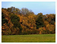 Herbstlicher Wald.