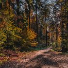 herbstlicher Wald 