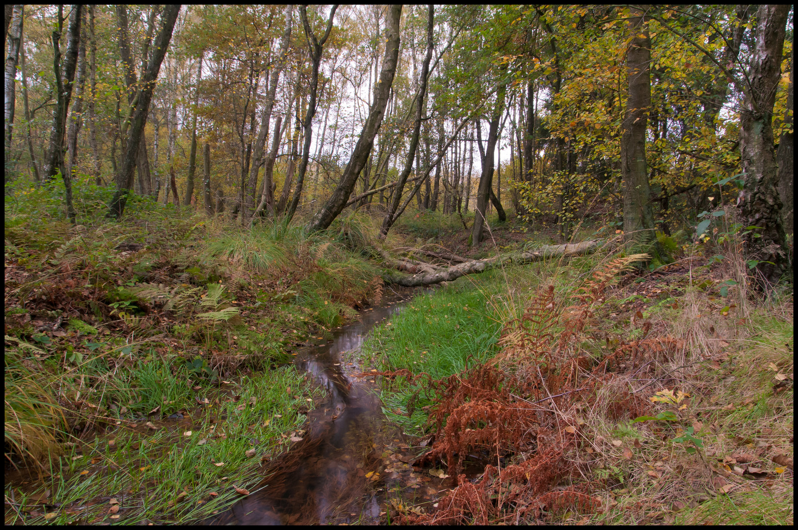 Herbstlicher Wald Bach