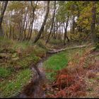 Herbstlicher Wald Bach
