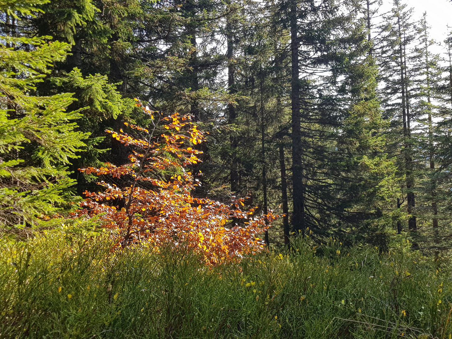 Herbstlicher Wald