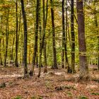 Herbstlicher Wald