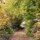 Herbstlicher Wald