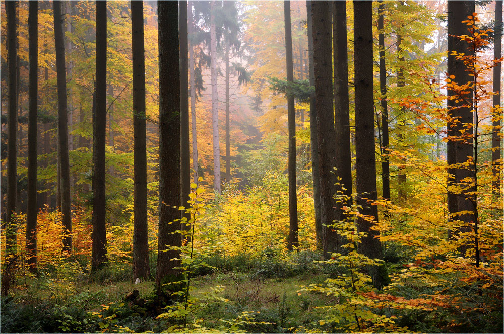 Herbstlicher Wald