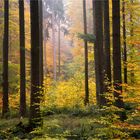 Herbstlicher Wald