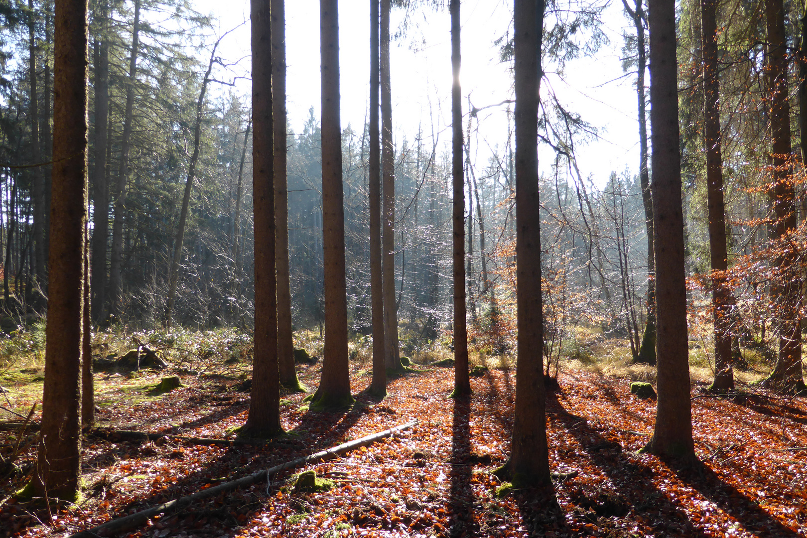 Herbstlicher Wald bei Rottenried