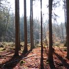 Herbstlicher Wald bei Rottenried