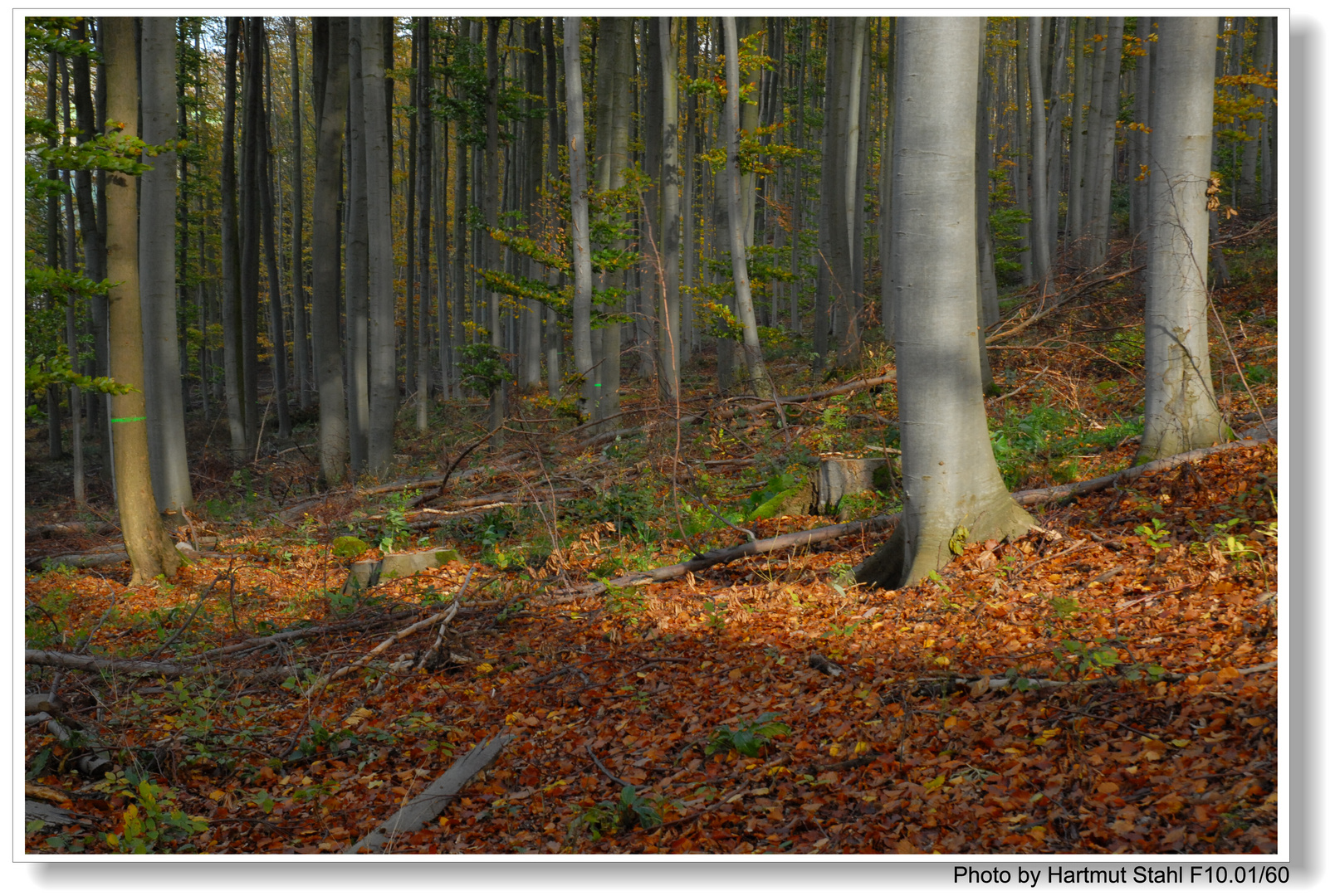 Herbstlicher Wald (Bosque otoñal)
