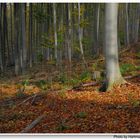 Herbstlicher Wald (Bosque otoñal)