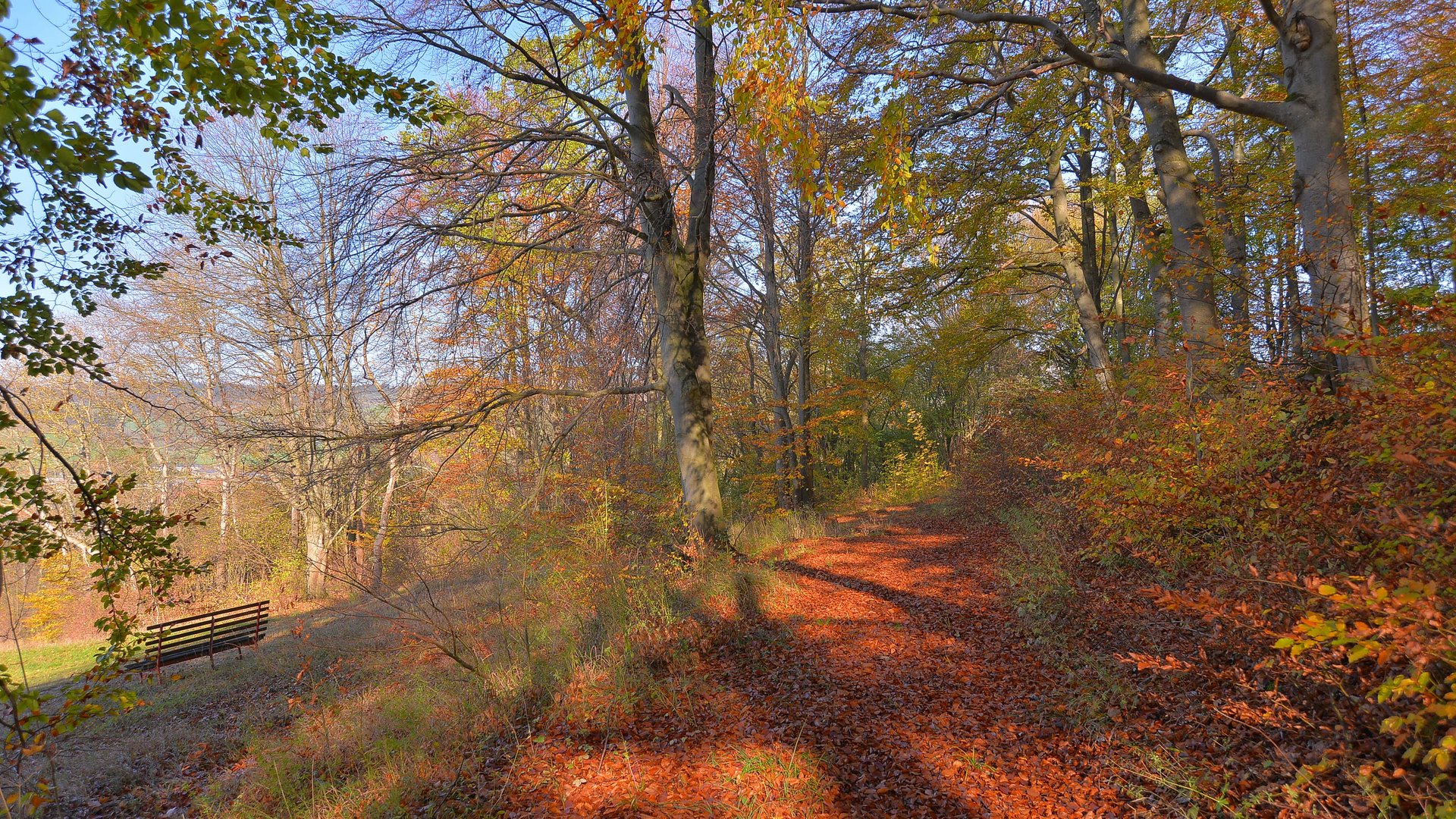 herbstlicher Wald (bosque otoñal)