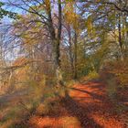 herbstlicher Wald (bosque otoñal)